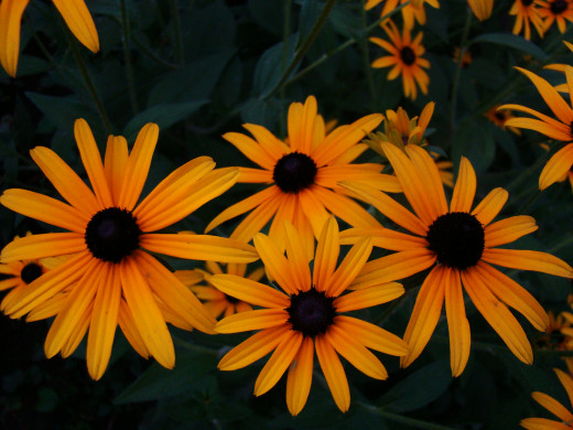 755879 (a): :2048x1536